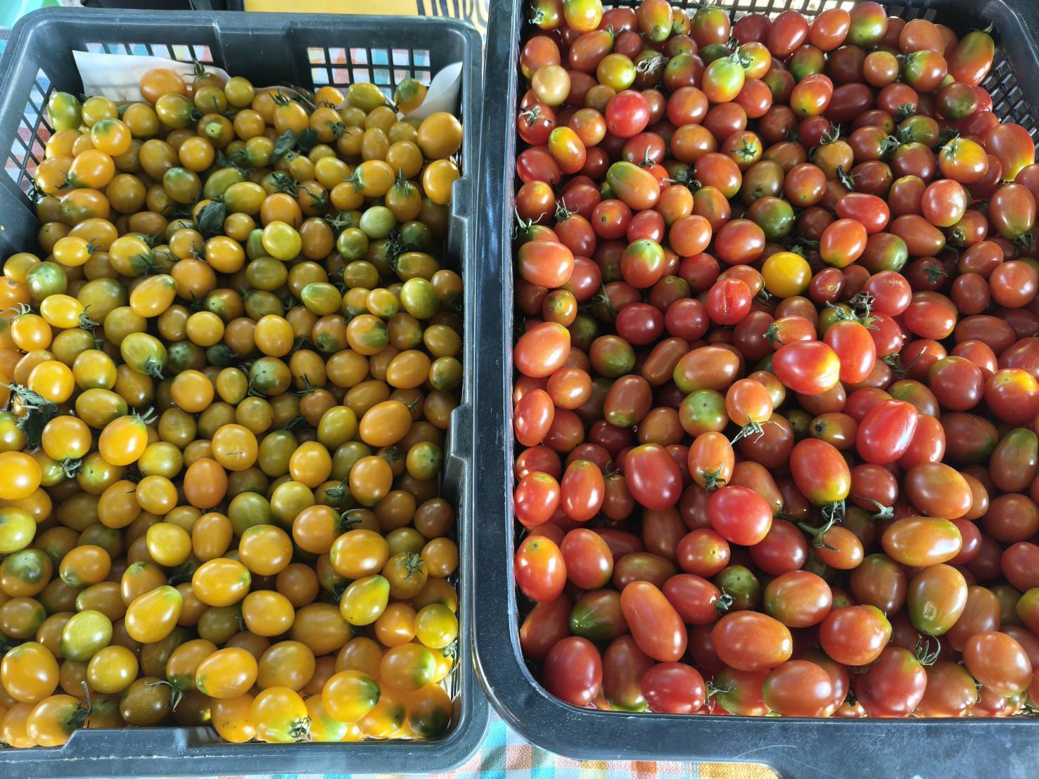 title - ผู้ตรวจราชการ ส.ป.ก. ลงพื้นที่ตรวจเยี่ยมและให้กำลังใจกลุ่มเกษตรกรในเขตปฏิรูปที่ดินอำเภอมวกเหล็ก จังหวัดสระบุรี และประชุมตรวจติดตามความก้าวหน้าผลการดำเนินงานตามแผนการตรวจราชการ ประจำปีงบประมาณ พ.ศ. 2569 รอบที่ 1 เขตตรวจราชการที่ 1 จังหวัดสระบุรี 